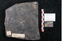 Foto (Objekt + Etikett) von Cupanites novae zeelandiae Ettingshausen (NHMW-GEO-2024-0188-10247)